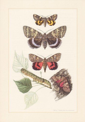 Blu nastro catocala stampa - catocala, a