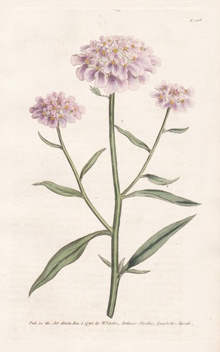 Iberis umbellata fiore - iberis,