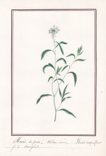 Iberis semperflorens fiore - fiore, a