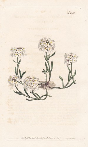 Candytuft fiori nastro - fiori,