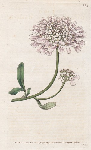 Iberis gibraltarica fiore - iberis, a