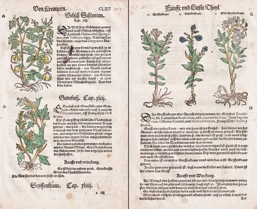 Fiore nastro gänsefuß - nastro,