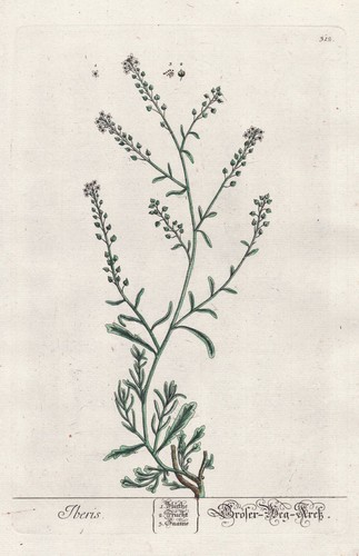 Candytuft fiori nastro - fiori, a