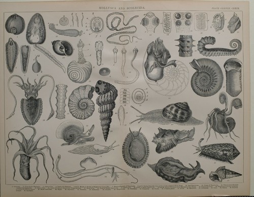 1886 stampa molluschi - 1886,