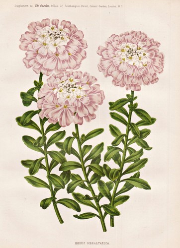 Iberis gibraltarica fiore - iberis, a